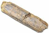 Hadrosaur (Edmontosaurus) Rib Section - Wyoming #381183-1
